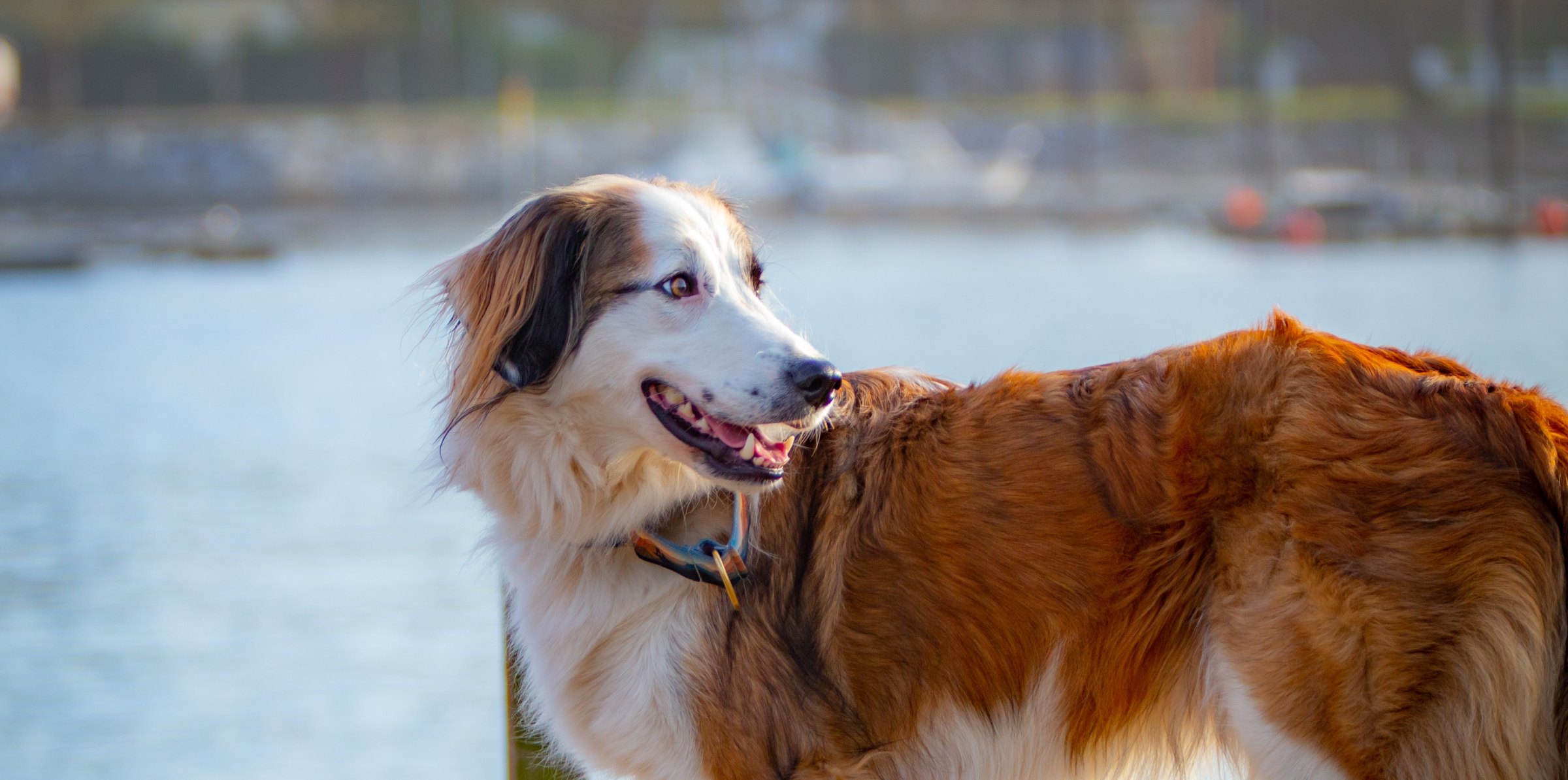 Rééducation d’un chien réactif à Rouen
