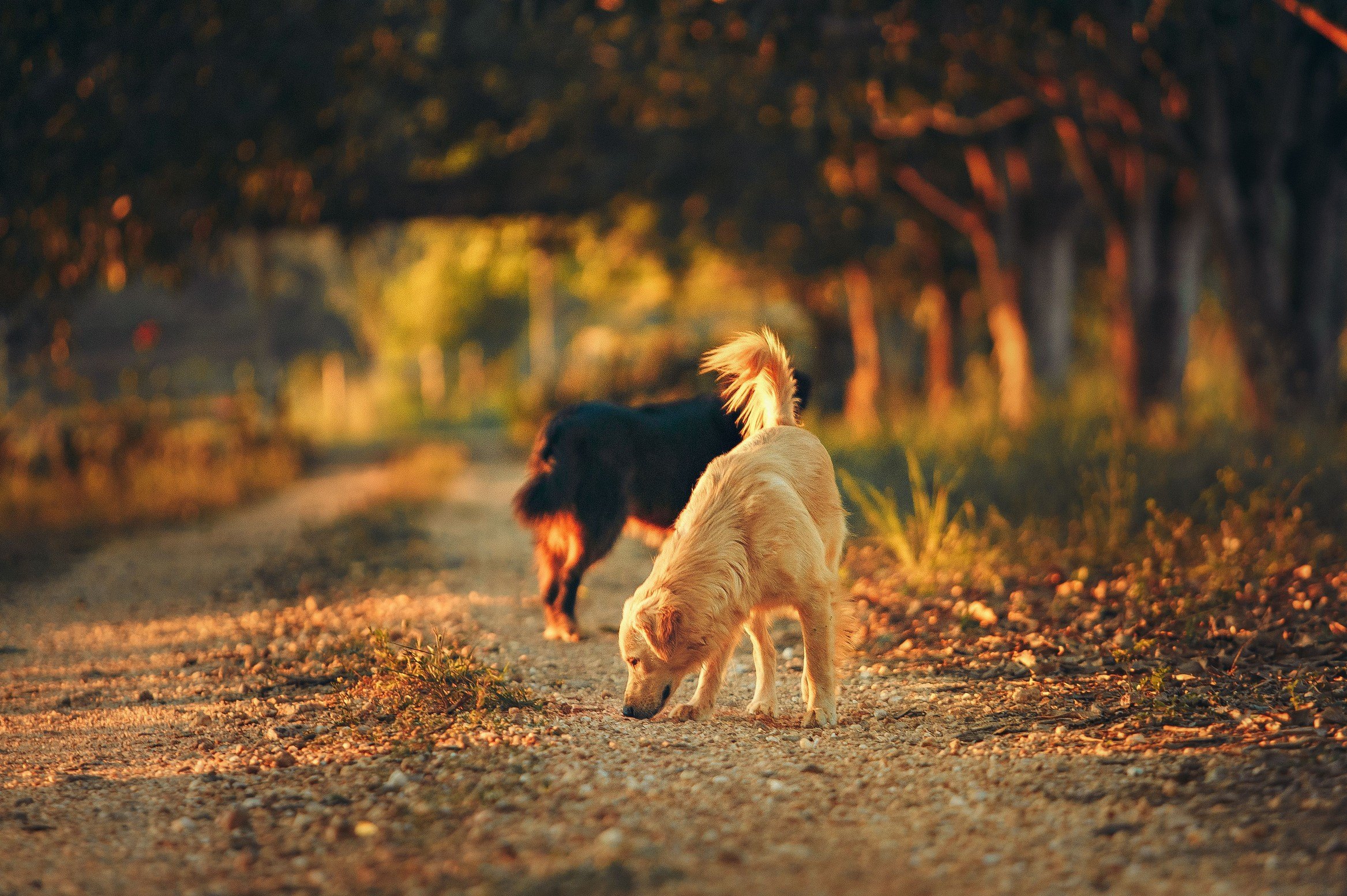 Balade éducative collective pour chiens près de Rouen