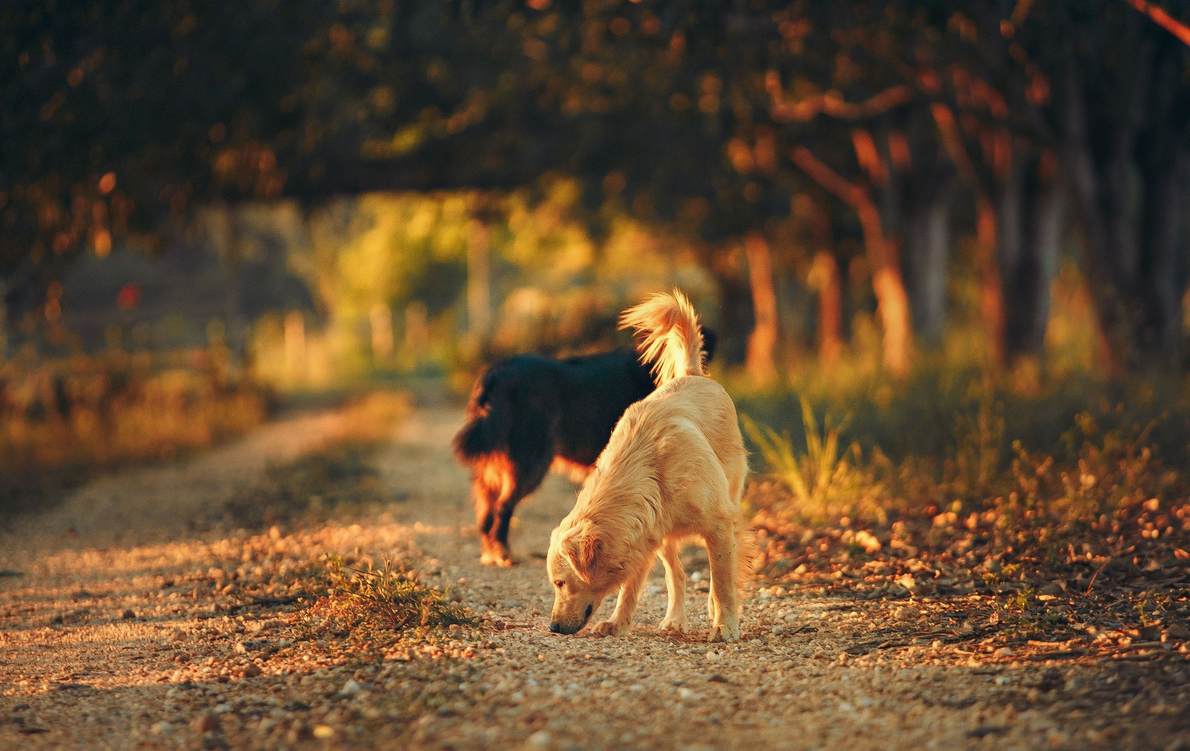 Groupe de chiens en balade éducative en forêt près de Rouen