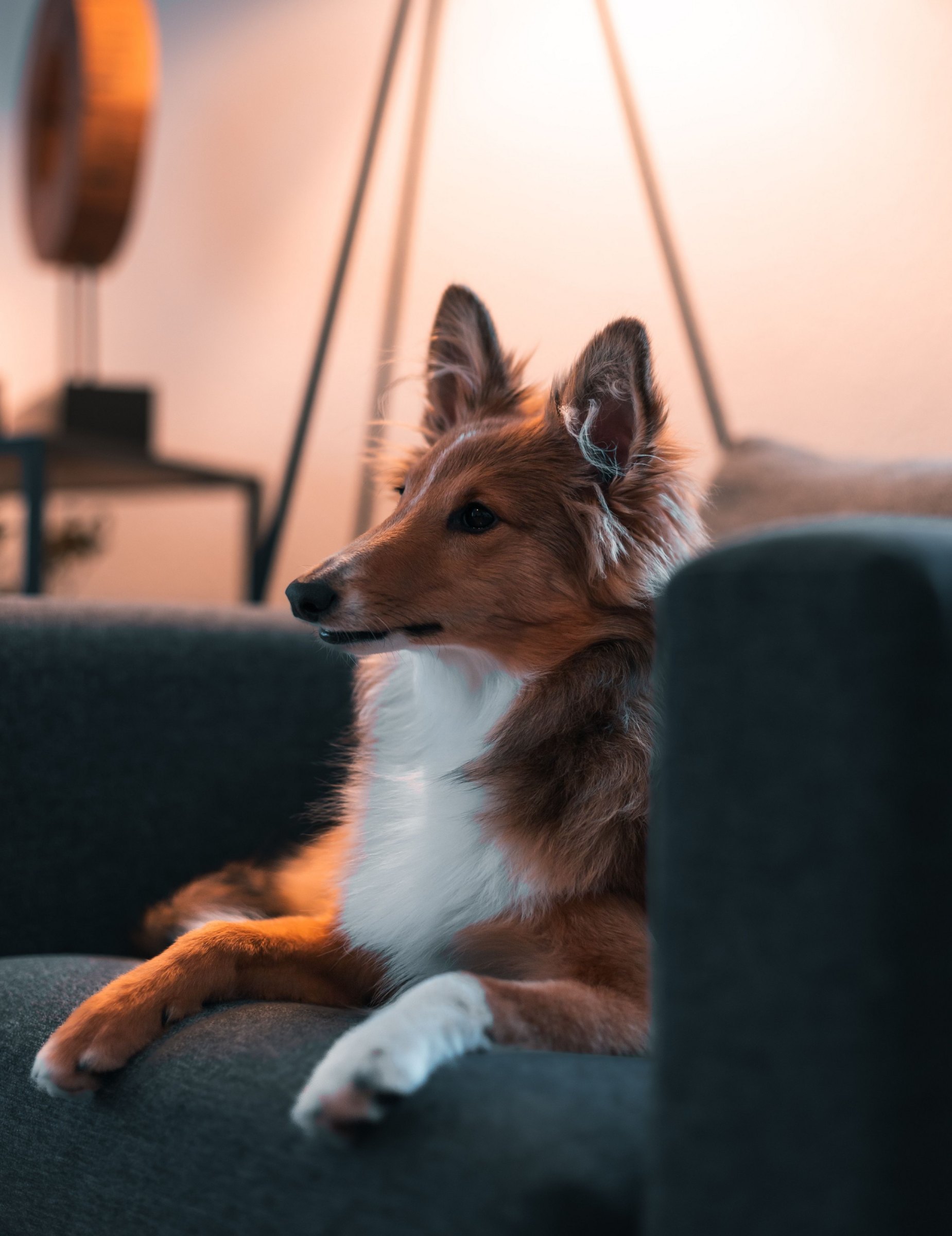 Éducateur canin réalisant un bilan comportemental à Rouen
